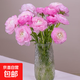 洋牡丹花毛茛重瓣云南鮮花直發(fā)居家插花38女神婦女節禮物 粉色洋牡丹10枝