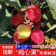 耐寒果樹(shù)雞心果小蘋(píng)果樹(shù)苗海棠果花紅果樹(shù)冬紅果樹(shù)苗南北方種植 優(yōu)質(zhì) 7年苗【品種備注】當年結果一級苗 80cm(含)-89cm(含)