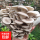 蘑菇種植包彩盒菌包家庭種黑平菇香菇金針菇菌包可食用菌新鮮蘑菇菌棒袋裝 灰平菇2個(gè)裝【彩盒包裝】熱銷(xiāo)款