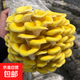 蘑菇種植包彩盒菌包家庭種黑平菇香菇金針菇菌包可食用菌新鮮蘑菇菌棒袋裝 黃平菇2個(gè)裝【彩盒包裝】