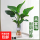 水培天堂鳥(niǎo)盆栽客廳辦公室內吸甲醛綠植物四季常青水養花卉鶴望蘭 精選天堂鳥(niǎo)70-80厘米3株（不含瓶）