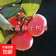 陜西臨潼火晶柿子樹(shù)苗嫁接軟甜無(wú)核柿子苗南北方庭院盆栽地栽種植 火晶柿子樹(shù)苗 6年精品苗【果實(shí)多多】1棵