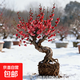 梅花盆栽帶花苞紅梅朱砂梅盆景造型老樁花卉陽(yáng)臺耐寒冬天開(kāi)花好養 紅梅提根老樁帶造型3厘米粗【帶花芽】