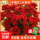 新品重瓣蟹爪蘭盆栽帶花苞耐寒花卉大全室內陽(yáng)臺植物易活四季開(kāi)花 中國紅長(cháng)壽花【帶花苞】+送催花肥 不含盆