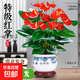 聽(tīng)雪樓大盆特級紅掌盆栽花卉植物室內綠植鴻運當頭四季開(kāi)花好養 特A級精品大盆紅掌(花開(kāi)富貴盆