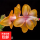 新品重瓣蟹爪蘭盆栽帶花苞耐寒花卉大全室內陽(yáng)臺植物易活四季開(kāi)花 杏黃色蟹爪蘭15棵+送多花肥【花期帶花苞】 不含盆