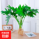 水培植物春羽盆栽蔓綠絨室內春雨綠植常青好養花卉辦公桌面小盆景 單發(fā)植物-春羽20-25cm【1棵】