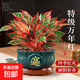 萬(wàn)年紅盆栽大盆精品吉利紅如意皇后中國紅綠植室內四季好養年宵花 精品萬(wàn)年紅+藍色招財進(jìn)寶陶瓷盆