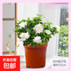 藍雪花苗盆栽大苗陽(yáng)臺植物好養的花卉四季花不斷鮮花庭院開(kāi) 小梔子花90（原盆）