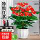 聽(tīng)雪樓大盆特級紅掌盆栽花卉植物室內綠植鴻運當頭四季開(kāi)花好養 特A級精品大盆紅掌(花瓣盆)+底