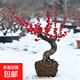 梅花盆栽帶花苞紅梅朱砂梅盆景造型老樁花卉陽(yáng)臺耐寒冬天開(kāi)花好養 紅梅提根老樁帶造型2厘米粗【帶花芽】