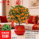 四季金桔觀(guān)果綠植年宵花盆栽好養植物客廳辦公室帶果年桔擺件真花 四季桔+紅色寶塔盆+新年掛飾