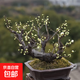梅花盆栽帶花苞紅梅朱砂梅盆景造型老樁花卉陽(yáng)臺耐寒冬天開(kāi)花好養 綠梅提根老樁帶造型2厘米粗【帶花芽】