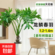 龍鱗春羽室內盆栽?xún)艋諝饽完幹参锞W(wǎng)紅造型綠植室內客廳去甲醛 老樁春羽1.2-1.4m【菱形盆】