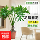 龍鱗春羽室內盆栽?xún)艋諝饽完幹参锞W(wǎng)紅造型綠植室內客廳去甲醛 老樁春羽1.2-1.4m【基地原盆】