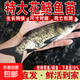 花鰱魚(yú)苗批發(fā)淡水養殖食用鮮活魚(yú)冷水魚(yú)觀(guān)賞魚(yú)特大胖頭鰱鳙魚(yú)雄魚(yú)大頭魚(yú)苗 花鰱魚(yú)苗5-7厘米160條【送10%防損】