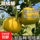 甜苗南北方種植耐寒桔柚果苗帶土球盆栽嫁接柚子樹(shù)苗當年結果 5年苗【原土發(fā)貨】_不活全額退款 81cm(含)-110cm(含)