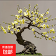 梅花盆栽帶花苞紅梅朱砂梅盆景造型老樁花卉陽(yáng)臺耐寒冬天開(kāi)花好養 綠梅提根老樁帶造型5厘米粗【帶花芽】