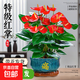 聽(tīng)雪樓大盆特級紅掌盆栽花卉植物室內綠植鴻運當頭四季開(kāi)花好養 特A級精品大盆紅掌(進(jìn)寶-圓