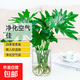 年宵花富貴竹龍鱗春羽水培植物春節過(guò)年裝飾綠蘿盆栽花卉綠植年貨 【水培爆款】精品春羽30-40cm2棵（u型玻璃瓶