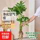 年宵花富貴竹龍鱗春羽水培植物春節過(guò)年裝飾綠蘿盆栽花卉綠植年貨 精品大葉龍鱗春羽60-80cm【1棵】