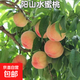 陽(yáng)山水蜜桃果樹(shù)苗南北方地栽庭院陽(yáng)臺盆栽嫁接水果樹(shù)苗當年結果 4年苗當年少量結果