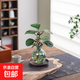 水培植物發(fā)財樹(shù)春羽綠蘿桌面盆栽?xún)艋諝馐覂扰杈稗k公室綠植花卉 小盼菩提-流光輕奢小藍瓶-送紫砂托盤(pán) 含盆