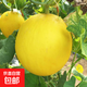 海南金美人蜜瓜 金香玉冰糖蜜瓜 脆甜清香 當季新鮮水果 7.5-8斤3-5個(gè)