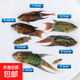 中國斗魚(yú)菩薩魚(yú)淡水冷水活體活魚(yú)耐活好養普叉巨普觀(guān)賞魚(yú)沙蠻魚(yú)苗 普叉魚(yú)苗3-5cm6條 送飼料