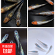 觀(guān)背青鳉淡水觀(guān)賞魚(yú)魔法魚(yú)冷水魚(yú)小錦鯉不打氧不加溫活體寵物包郵 混搭全星光2-3cm10條+2防損