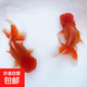 紅國獅金魚(yú)冷水魚(yú)鴻運當頭鶴頂鎏金金魚(yú)苗獅子頭好養耐活淡水金魚(yú) 紅國獅8-10cm2條送魚(yú)食