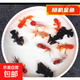 紅國獅金魚(yú)冷水魚(yú)鴻運當頭鶴頂鎏金金魚(yú)苗獅子頭好養耐活淡水金魚(yú) 隨機金魚(yú)3-5cm6條