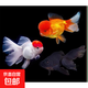 紅國獅金魚(yú)冷水魚(yú)鴻運當頭鶴頂鎏金金魚(yú)苗獅子頭好養耐活淡水金魚(yú) 招財三寶8-10cm各2條