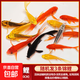 錦鯉魚(yú)金魚(yú)活魚(yú)黃金龍鳳冷水淡水魚(yú)好養耐活魚(yú)苗觀(guān)賞魚(yú)活體風(fēng)水魚(yú) 3黃+3紅8-10cm共6條