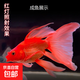 蝴蝶鯉觀(guān)賞魚(yú)冷水淡水魚(yú)好養耐活純種短身球體貴妃大尾鰭活體魚(yú)苗 臺灣純種紅色蝴蝶鯉12—15cm1條