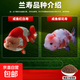 蘭壽金魚(yú)小尾精品玉兔黑壽奶牛萌寵觀(guān)賞魚(yú)三色好養賽級蘭壽魚(yú)苗 【精品紅白+櫻花壽】6-8CM各1條 送飼料