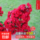 花期100天紫薇花樹(shù)苗紅火箭百日紅紫薇耐寒耐旱工程庭院四季栽種 紅火箭紫薇三公分粗