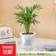 袖珍椰子水培植物室內盆栽富貴客廳辦公室凈化桌面好養綠植花卉 【1盆】袖珍椰子+早安盆+營(yíng)養液