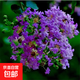 花期100天紫薇花樹(shù)苗紅火箭百日紅紫薇耐寒耐旱工程庭院四季栽種 紫色紫薇三公分粗