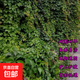 爬山虎樹(shù)苗爬藤攀援爬墻固土護坡耐寒五葉地錦綠植物庭院樓頂盆栽 爬山虎2年苗2顆【試種看效果】