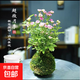 帶花迷你微型四季開(kāi)花姬月季陽(yáng)臺窗臺桌面水培好養花卉苔蘚球綠植 粉色迷你姬月季帶花帶苔蘚球送懶人盆