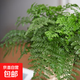 吉姆蕨盆栽懶人喜水盆網(wǎng)紅蕨類(lèi)植物辦公室桌面綠植室內歐洲平安蕨 中盆吉姆蕨 冠幅20-30厘米