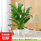 白掌盆栽水培植物辦公室內好養花卉凈化空氣客廳綠植四季一帆風(fēng)順 【1盆】白掌+早安盆+營(yíng)養液