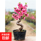 轉運桃花盆栽壽星桃樹(shù)苗帶花苞盆景老樁室內陽(yáng)臺庭院耐寒花卉綠植 壽星桃2厘米粗：S造型【帶花苞芽】