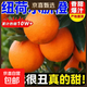 湖北秭歸紐荷爾臍橙新鮮水果橙子  大果70+mm 秭歸紐荷爾橙帶箱9斤裝  70+mm