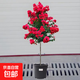 花期100天紫薇花樹苗紅火箭百日紅紫薇耐寒耐旱工程庭院四季栽種 國旗紅紫薇三公分粗