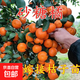 沙糖桔樹(shù)苗地栽盆栽南方北方種植橘子樹(shù)苗柑桔果樹(shù)果苗嫁接砂糖橘 砂糖橘【很受大眾喜歡】 5年苗【當年結果】