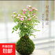 帶花迷你微型四季開(kāi)花姬月季陽(yáng)臺窗臺桌面水培好養花卉苔蘚球綠植 粉色迷你姬月季帶花帶苔蘚球