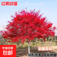 紅楓苗紅楓樹(shù)苗日本紅楓紅舞姬中國紅楓小葉三季紅四季庭院種植 日本紅楓紅舞姬2公分粗