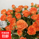 月季花苗四季開(kāi)花帶花苞特大花卉爬藤小苗室內外陽(yáng)臺盆栽薔薇玫瑰 橙色芭比【四季開(kāi)花】灌木 不含盆